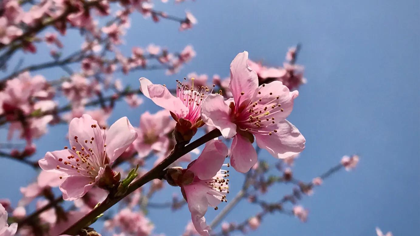 桃花的寓意和象征是什么（桃花的寓意和象征意义和花语）