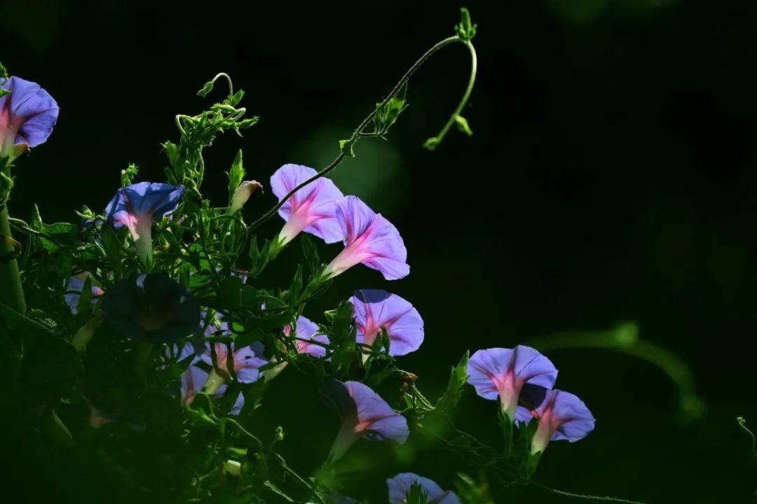 关于牵牛花的诗词(12首)（牵牛花诗词鉴赏）