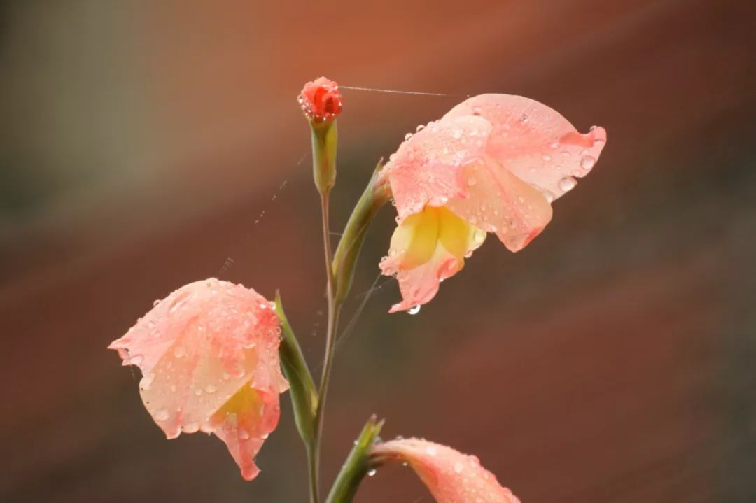 春雨的诗歌古诗大全（关于春雨的二十首古诗）