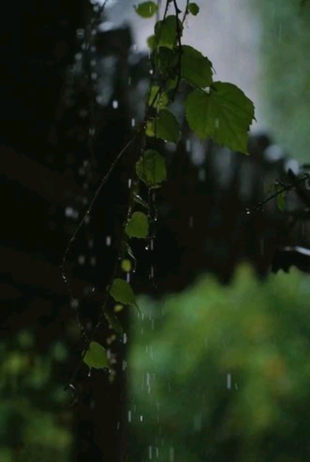 夏天的雨散文随笔（雨后的夏日散文）