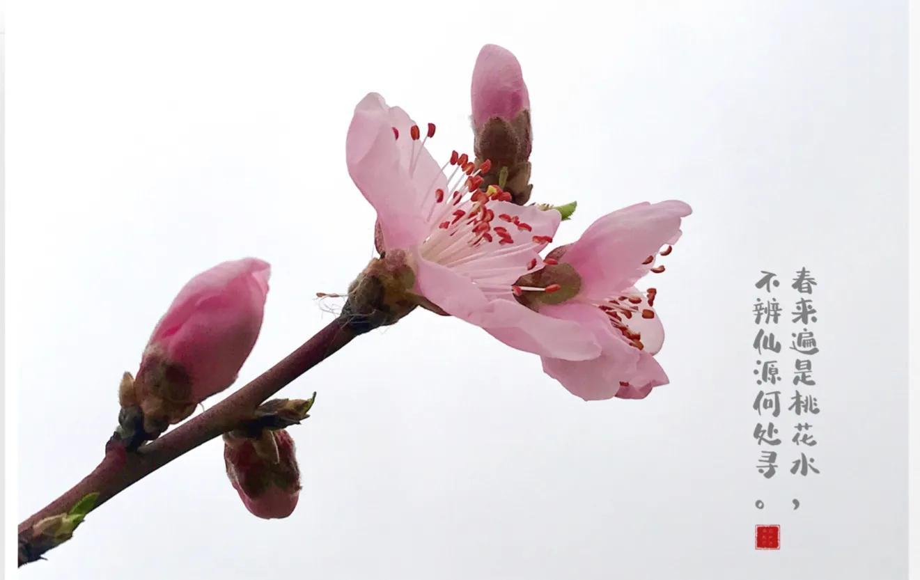 桃花的寓意和象征是什么（桃花的寓意和象征意义和花语）