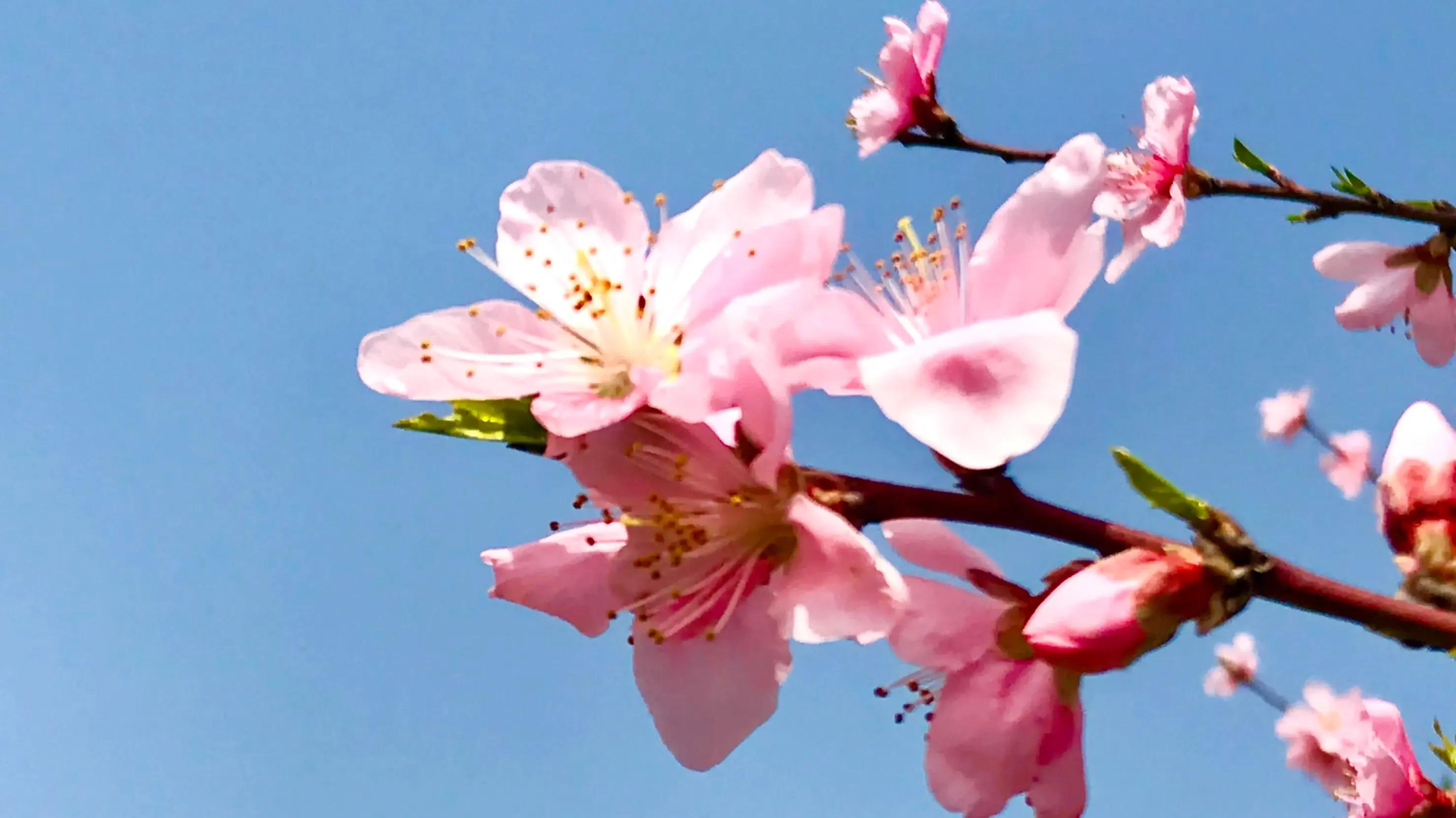 桃花的寓意和象征是什么（桃花的寓意和象征意义和花语）