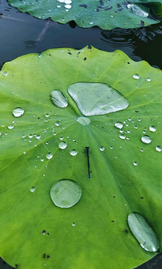 关于夏雨的诗歌（歌颂夏雨的诗）