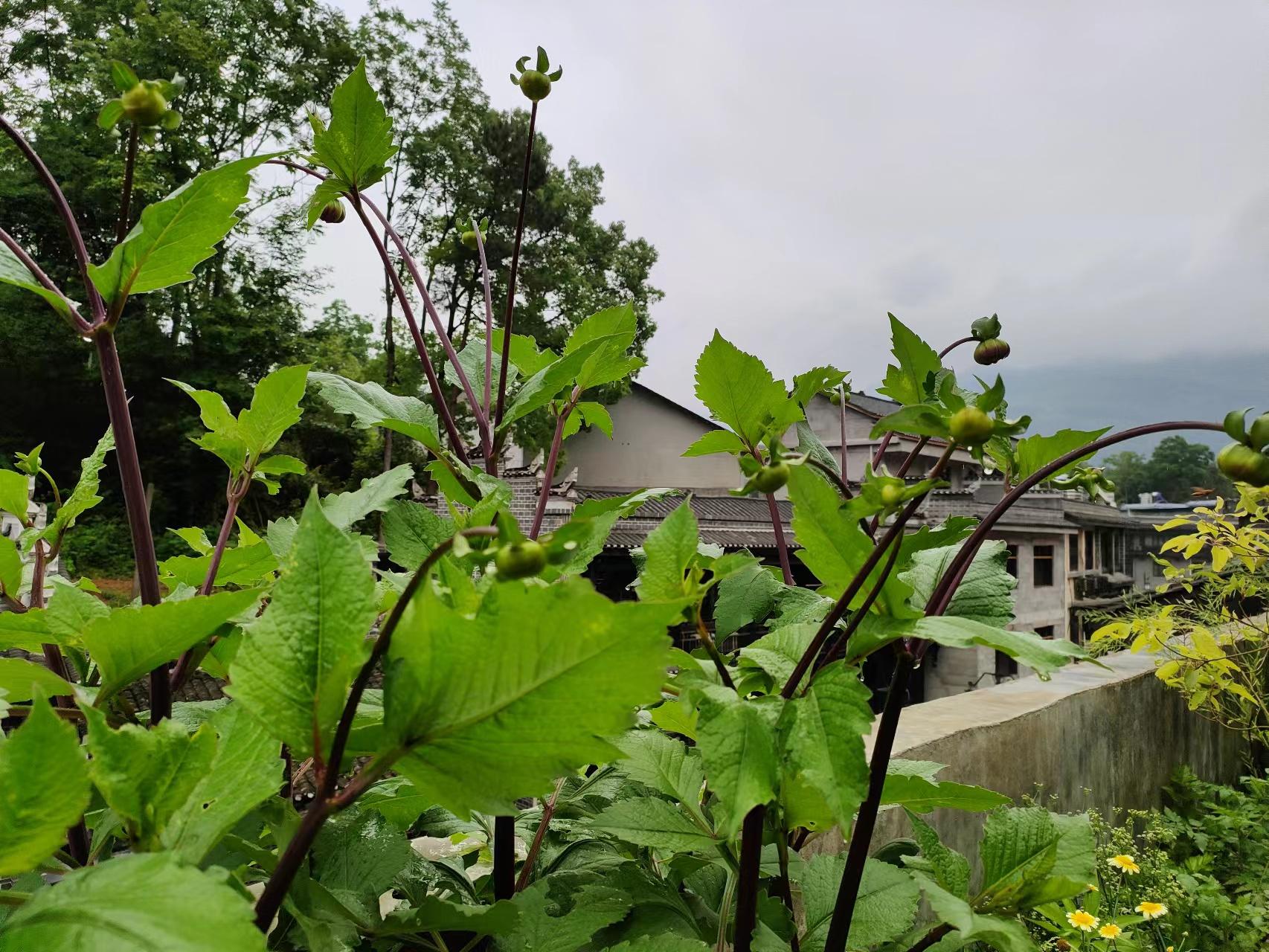 写夏日清晨的七绝（夏日清晨七律诗）