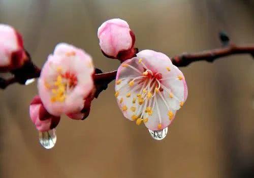 古人写杏花的诗词（古诗杏花的诗句有哪些）