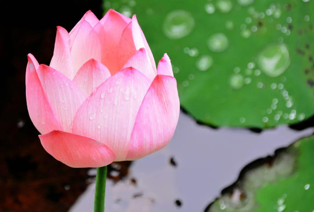 夏雨的优美诗句（赞美夏雨的诗句有哪些）