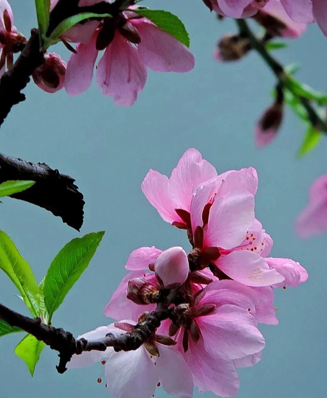 春意盎然,桃花朵朵开（桃花怒放千万朵,色彩鲜艳红似火）