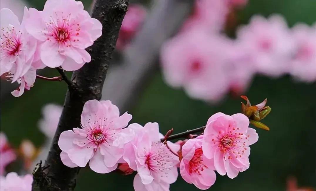 春意盎然,桃花朵朵开（桃花怒放千万朵,色彩鲜艳红似火）