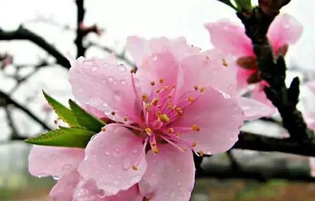 春意盎然,桃花朵朵开（桃花怒放千万朵,色彩鲜艳红似火）