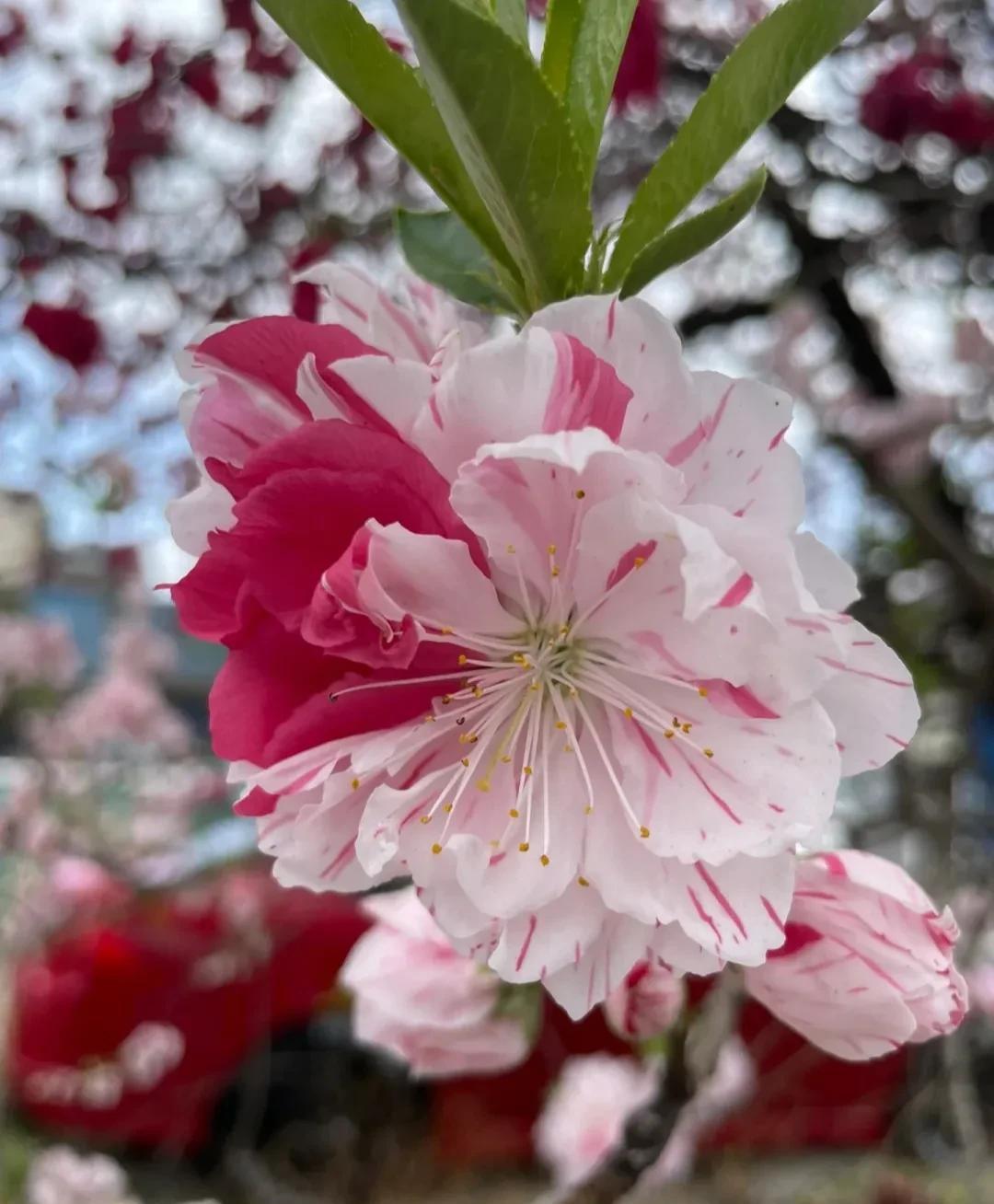 春意盎然,桃花朵朵开（桃花怒放千万朵,色彩鲜艳红似火）