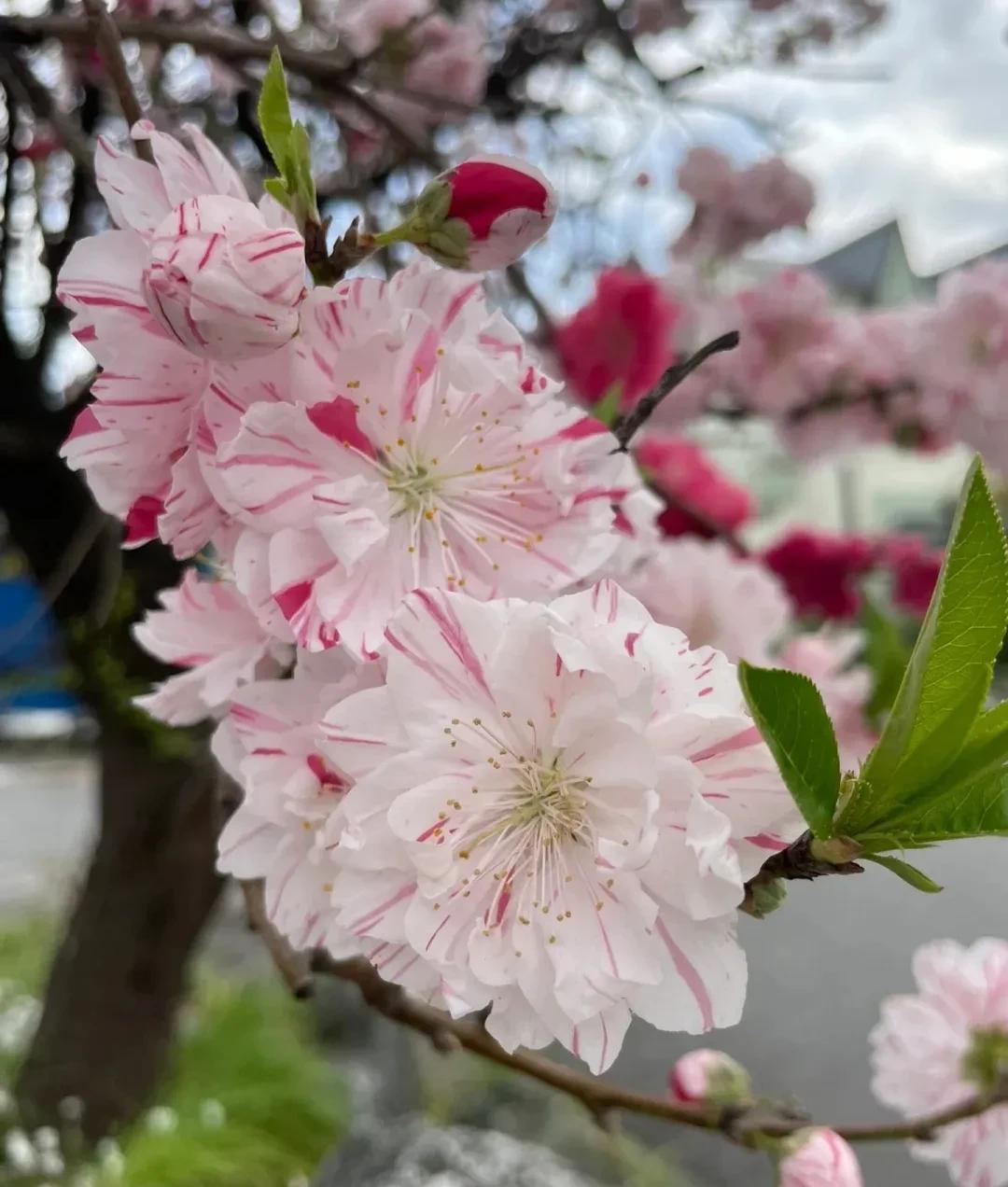 春意盎然,桃花朵朵开（桃花怒放千万朵,色彩鲜艳红似火）