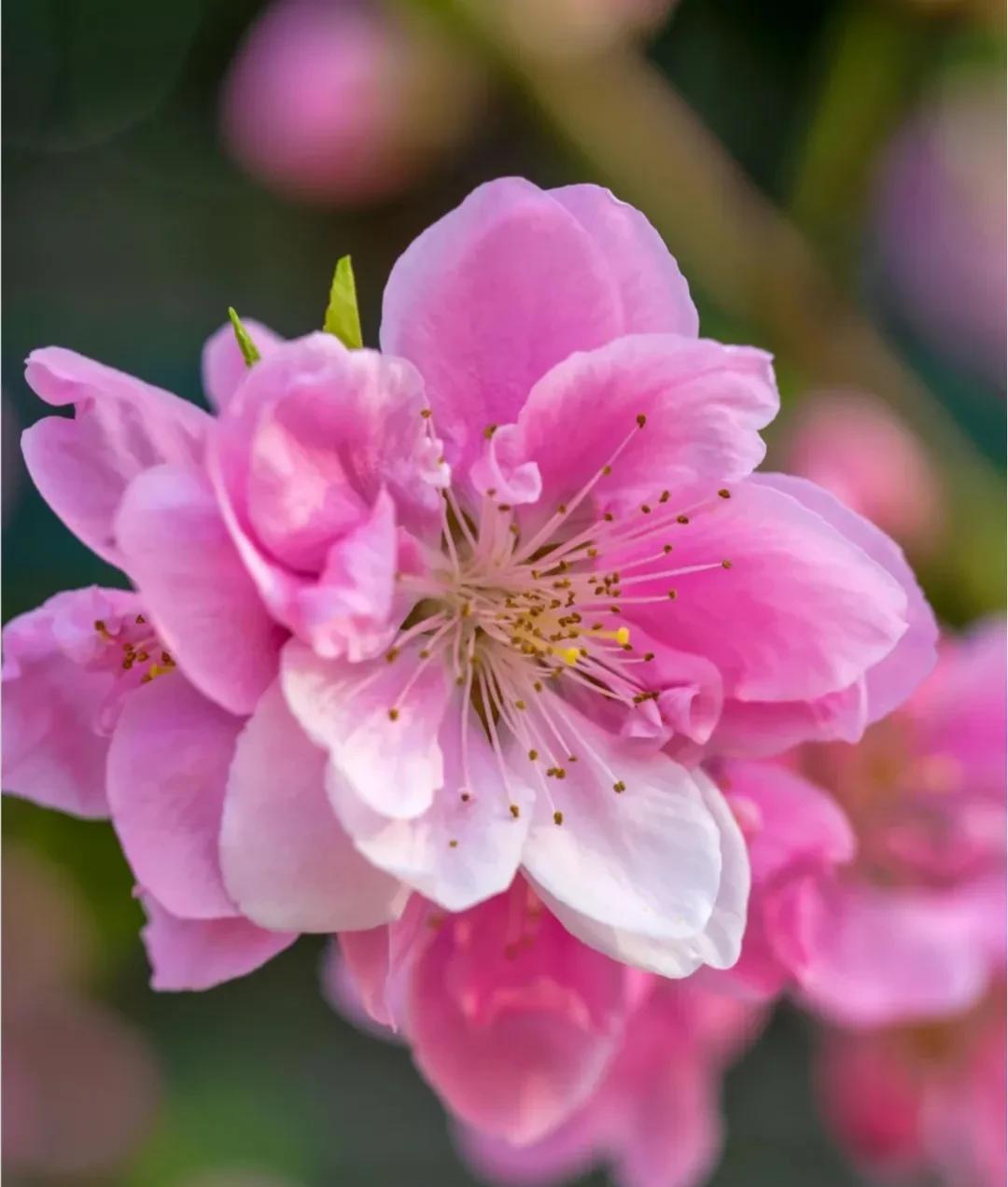 春意盎然,桃花朵朵开（桃花怒放千万朵,色彩鲜艳红似火）