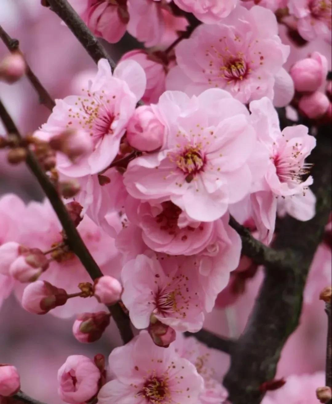 春意盎然,桃花朵朵开（桃花怒放千万朵,色彩鲜艳红似火）