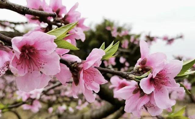 春意盎然,桃花朵朵开（桃花怒放千万朵,色彩鲜艳红似火）