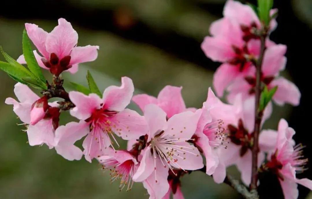 春意盎然,桃花朵朵开（桃花怒放千万朵,色彩鲜艳红似火）