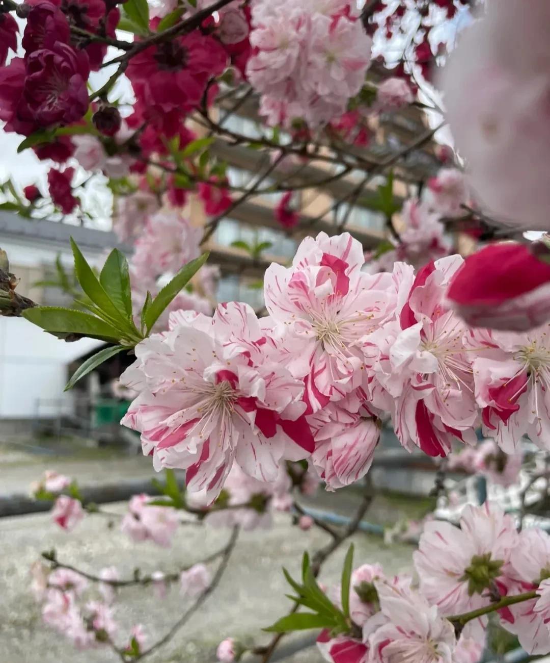 春意盎然,桃花朵朵开（桃花怒放千万朵,色彩鲜艳红似火）