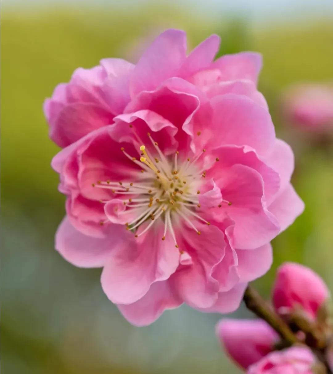 春意盎然,桃花朵朵开（桃花怒放千万朵,色彩鲜艳红似火）