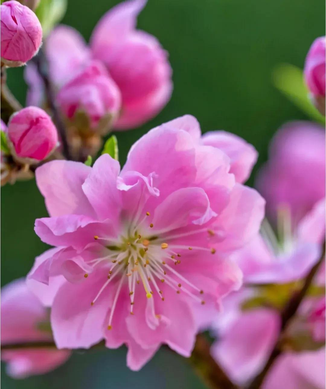 春意盎然,桃花朵朵开（桃花怒放千万朵,色彩鲜艳红似火）