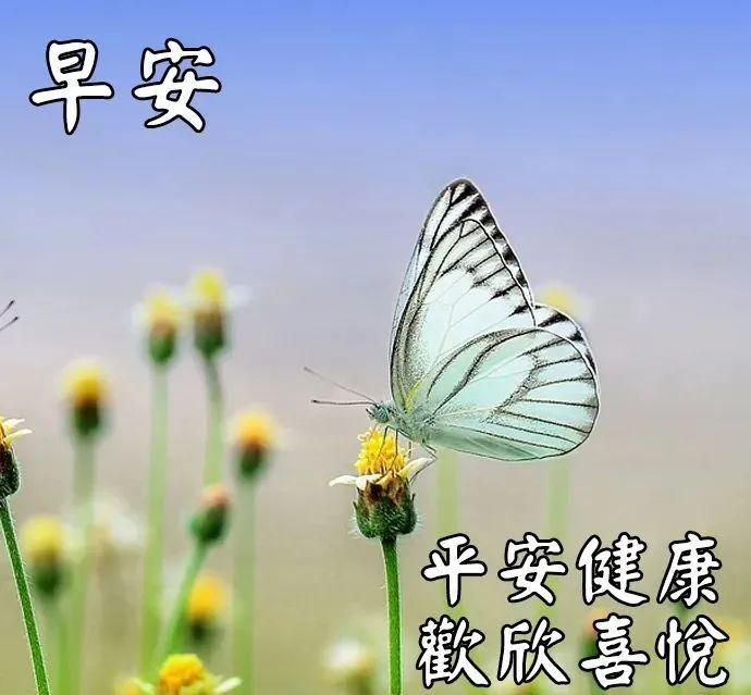 最漂亮早安问候语图片 祝福（清晨最暖心的早安问候语,最美早安带字带祝福图片）