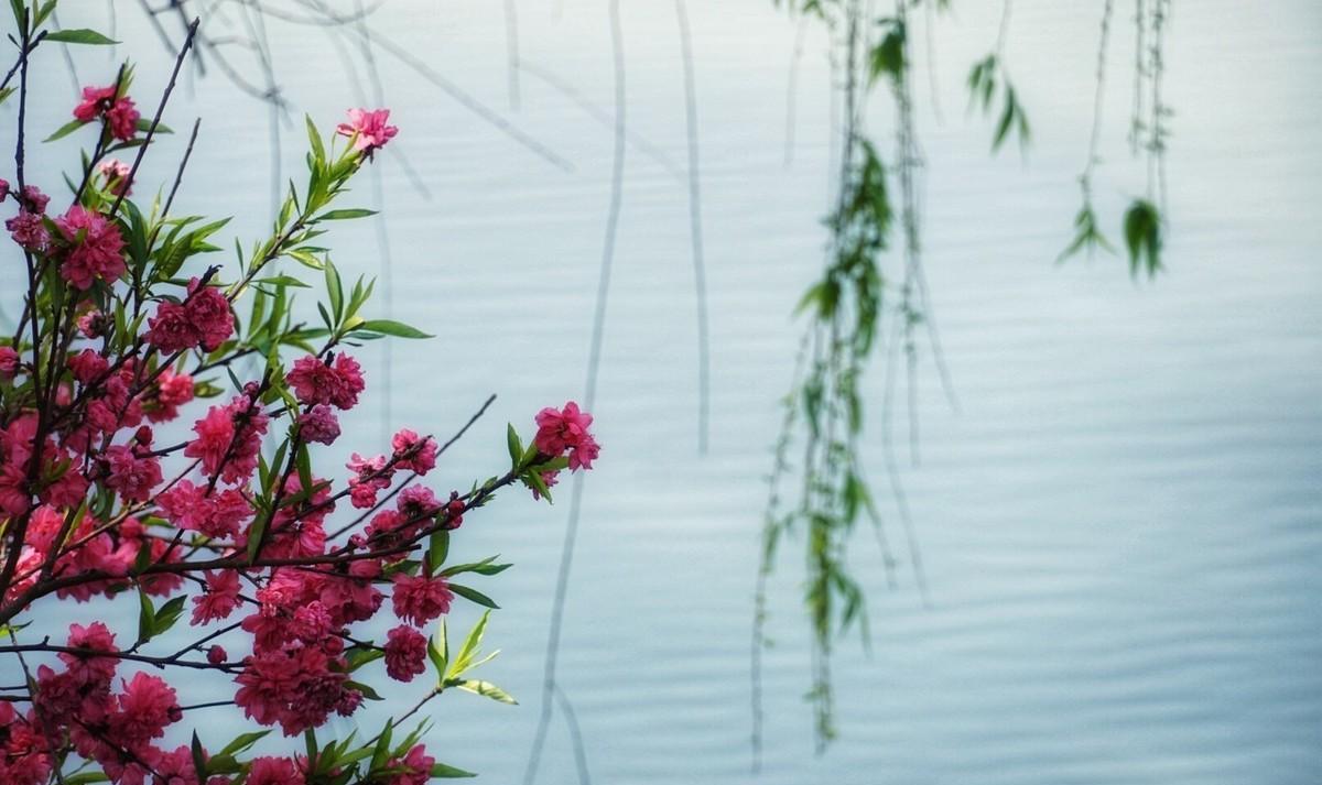 关于柳的飞花令