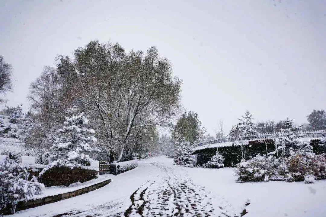 最后一场雪的诗（下雪了现代诗歌）