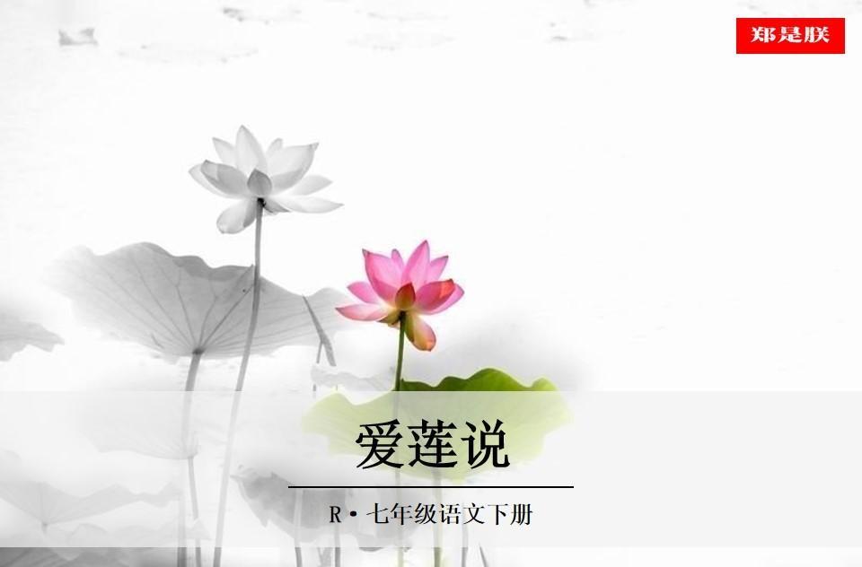 七年级语文下册爱莲说教案（七年级语文下《爱莲说》课件讲解）