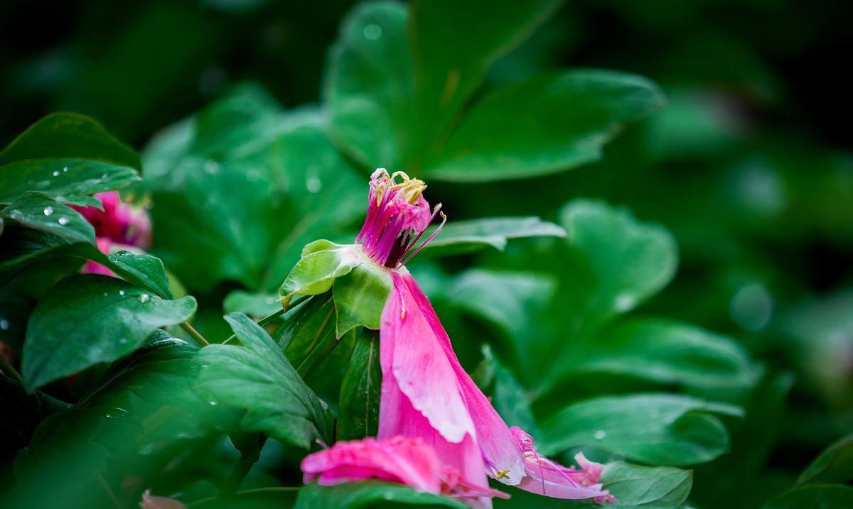 牡丹花诗词集锦大全（牡丹花诗集）