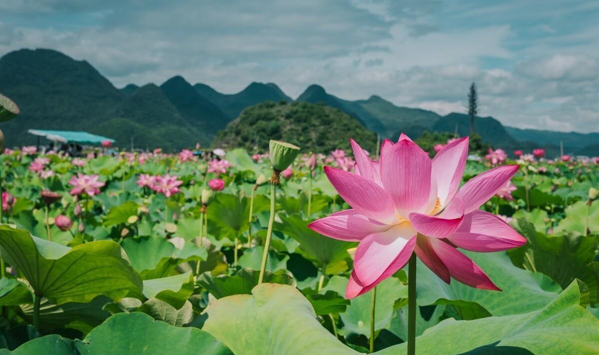 二十四节气之小暑古诗（小暑诗句古诗大全解释）