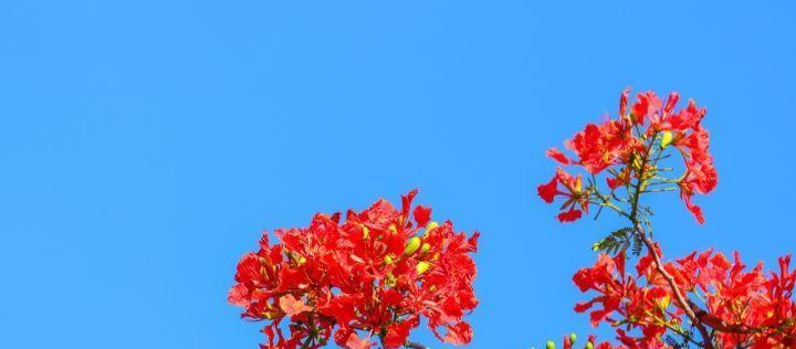 花的诗词飞花令（花诗句飞花令大全）