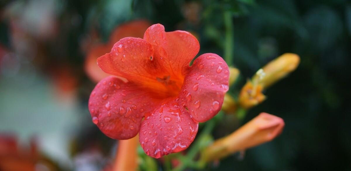 殷勤昨夜三更雨，又得浮生一日凉