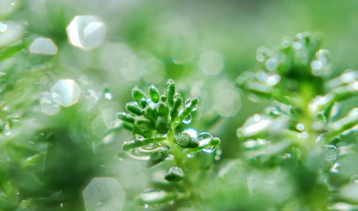 殷勤昨夜三更雨，又得浮生一日凉