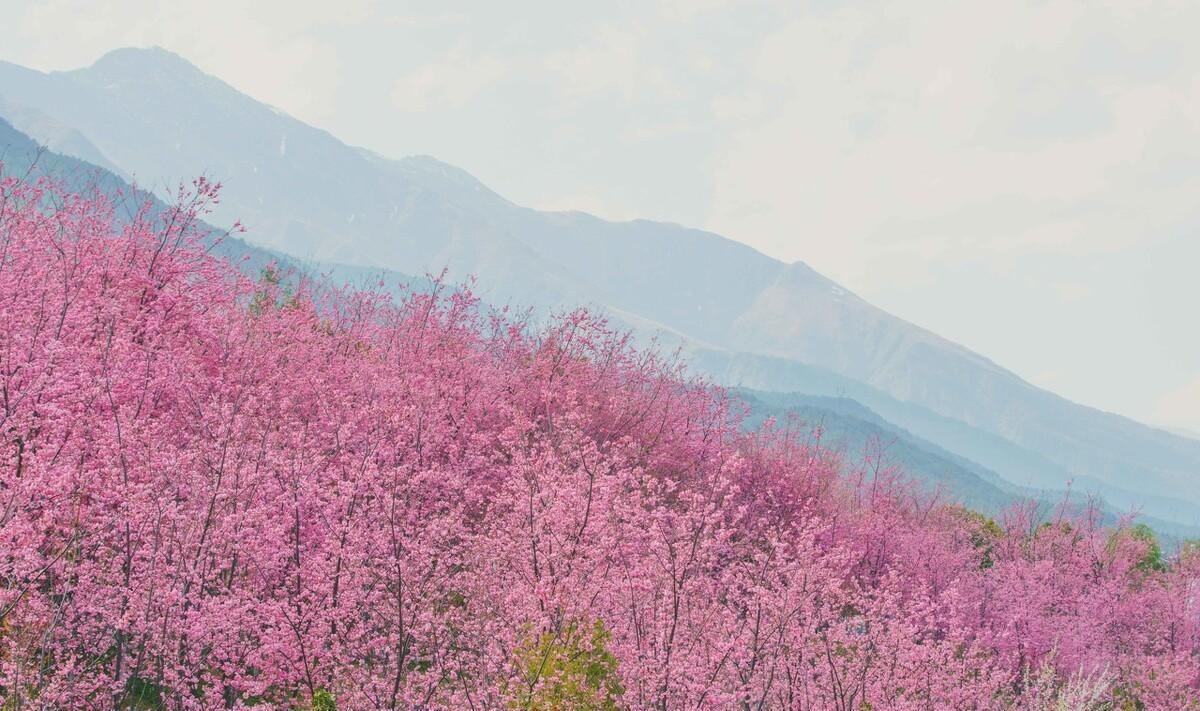 又到樱花烂漫时的说说（关于樱花的唯美说说）