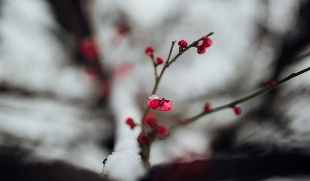 描写雪后美景的佳句（关于赞美雪后景色的诗句）