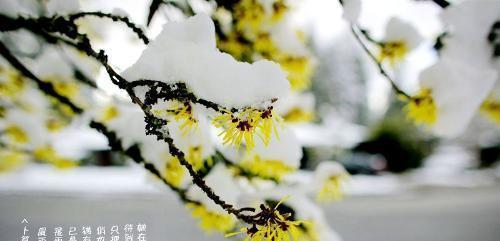 带有花字的古诗词飞花令（诗词中有花的句子(飞花令)）