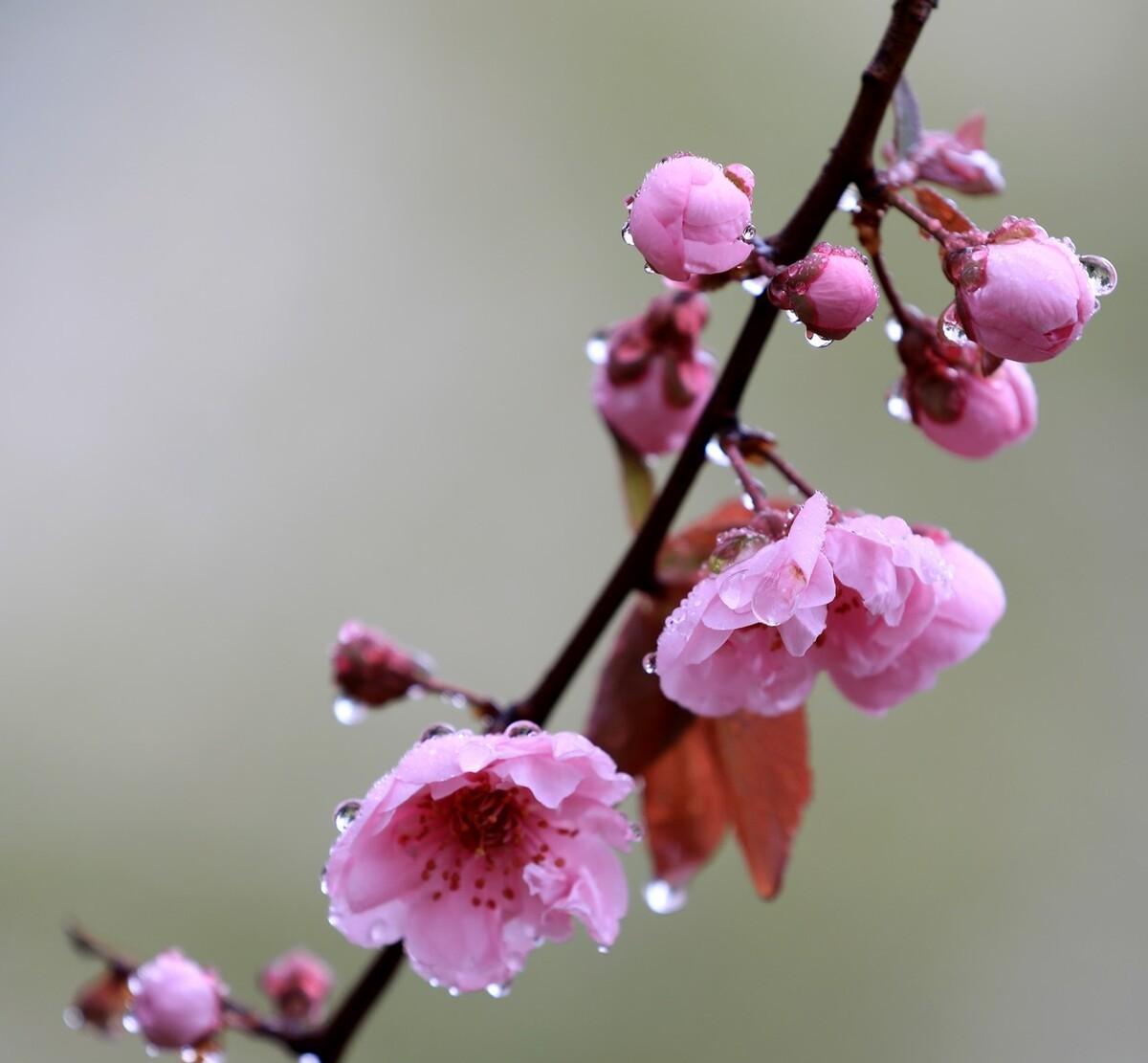 春雨诗词七绝（春风春雨现代七绝诗）