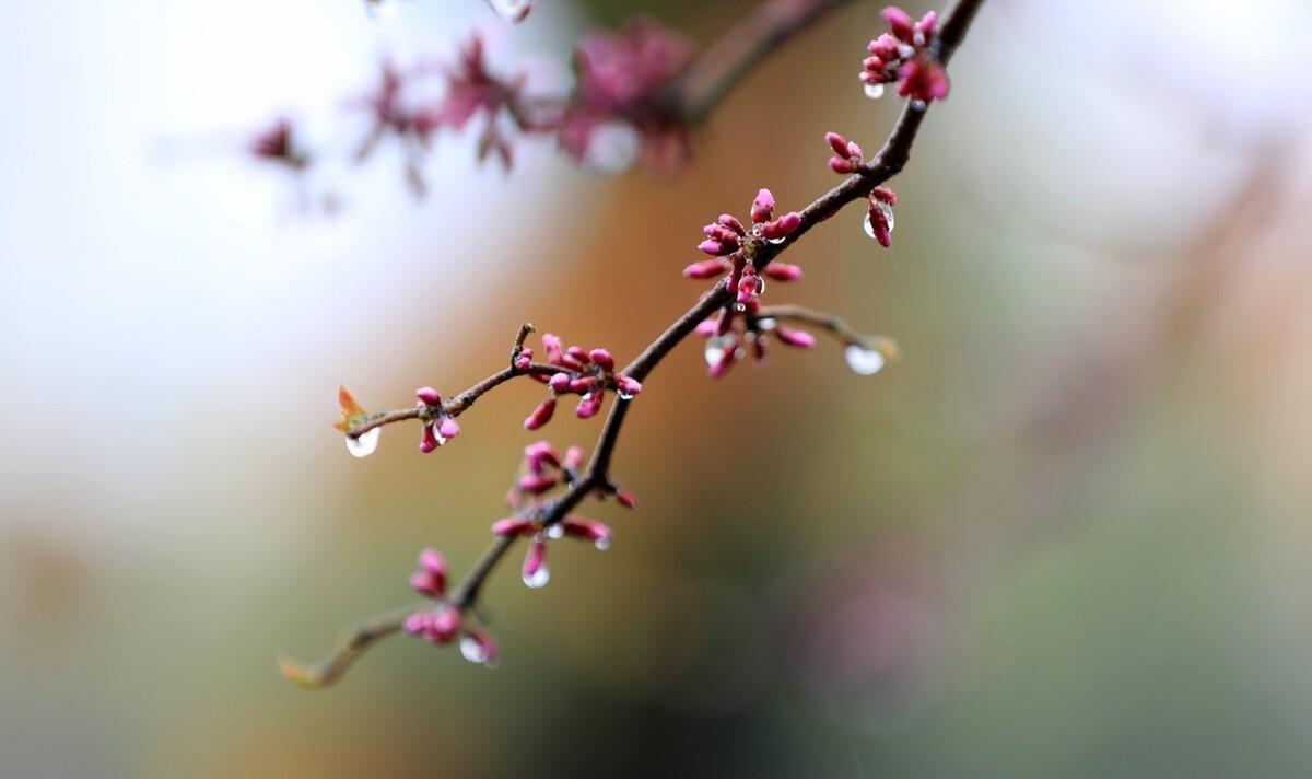 春雨诗词七绝（春风春雨现代七绝诗）