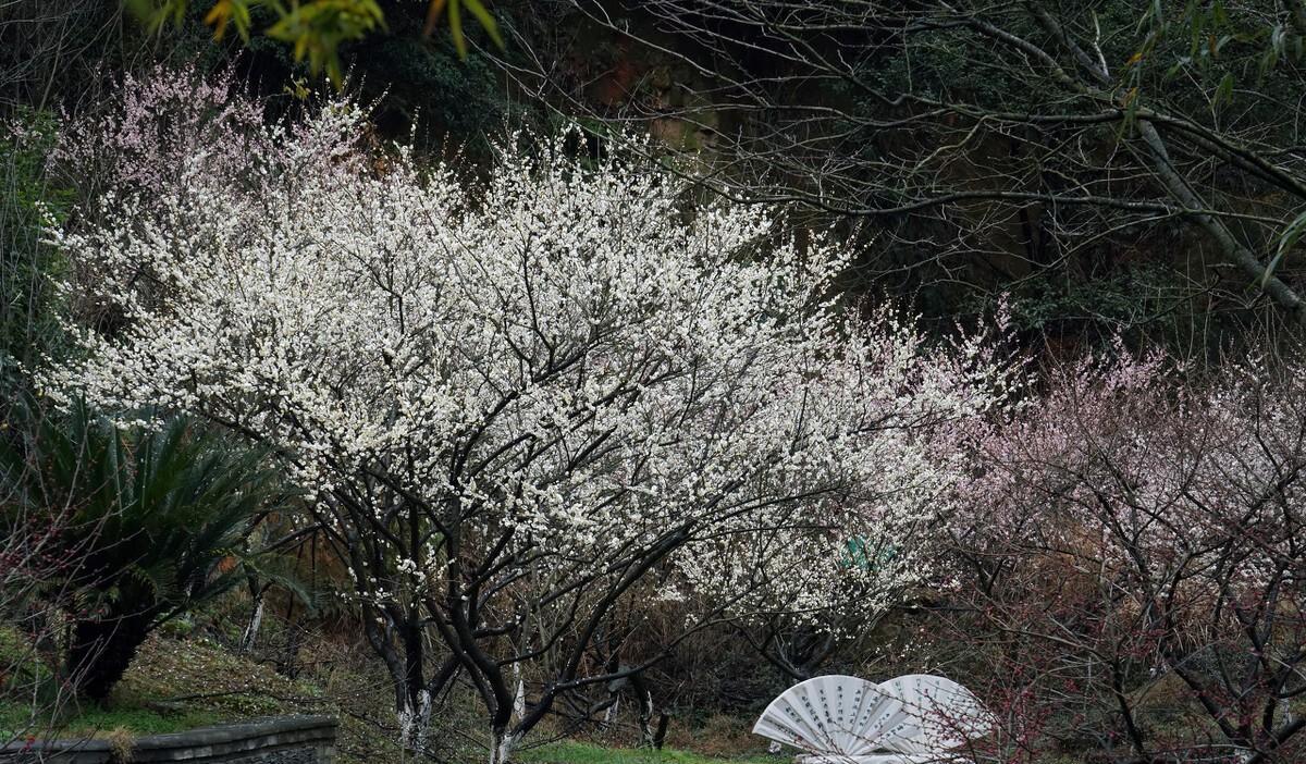 梅花九首其一 高启赏析（梅花九首其一原文翻译）