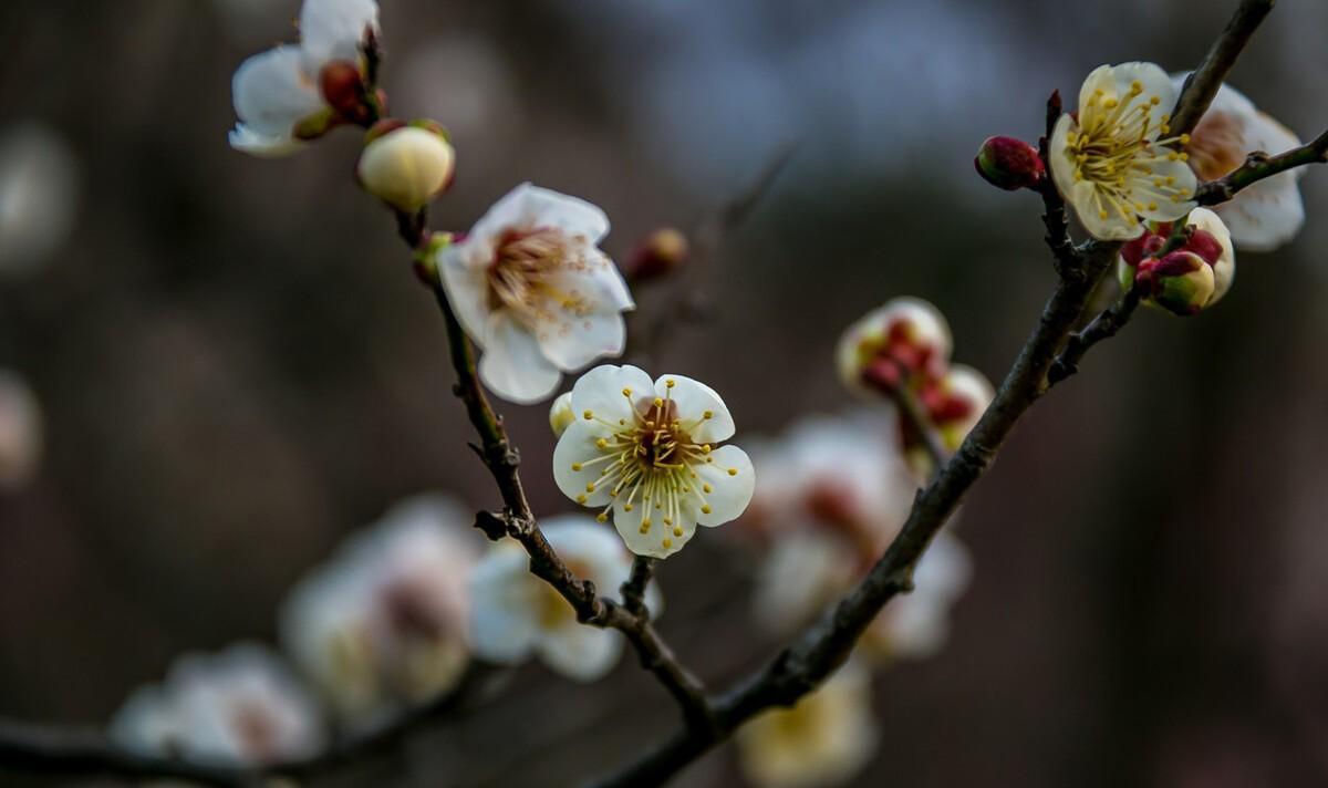 梅花九首其一 高启赏析（梅花九首其一原文翻译）