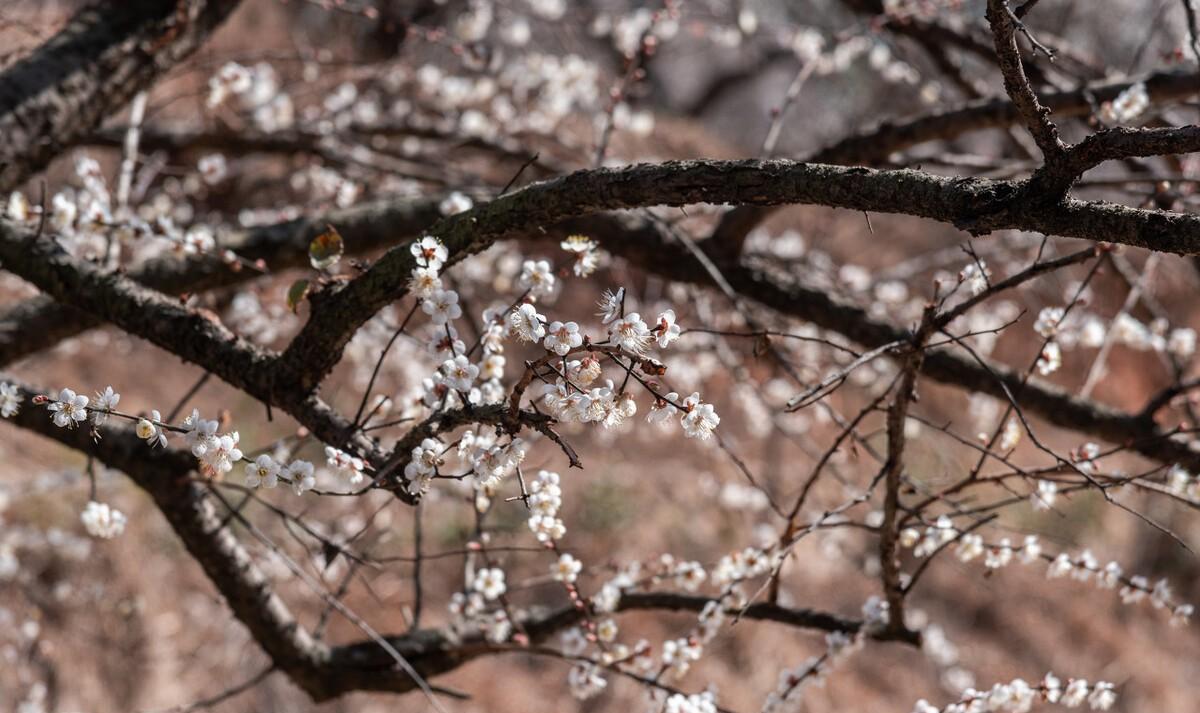 梅花九首其一 高启赏析（梅花九首其一原文翻译）