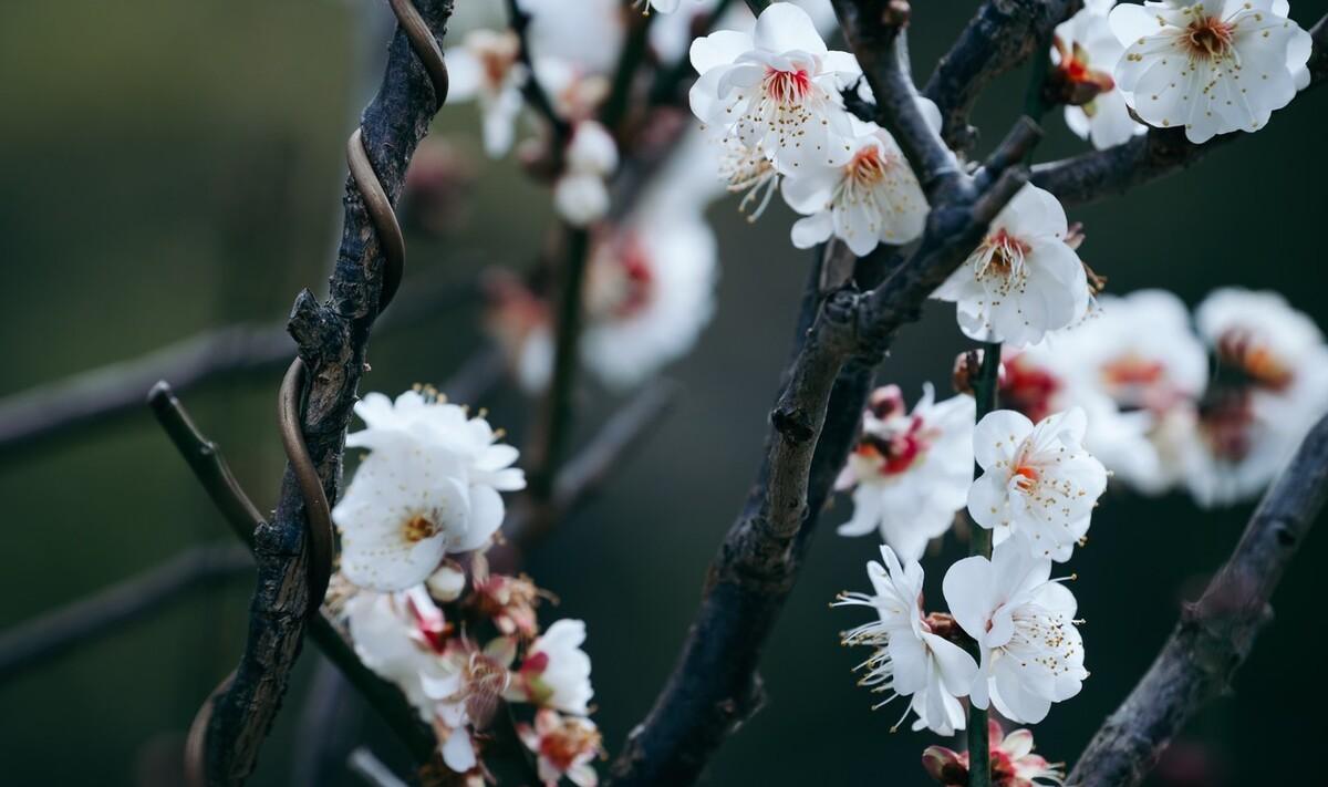 梅花九首其一 高启赏析（梅花九首其一原文翻译）