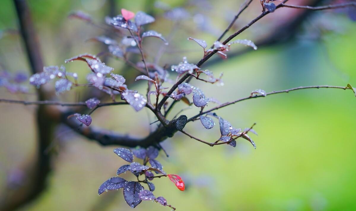 春雨诗词七绝（春风春雨现代七绝诗）