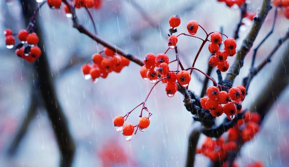 秋雨冷清的诗句子（秋雨凉凉唯美诗句）