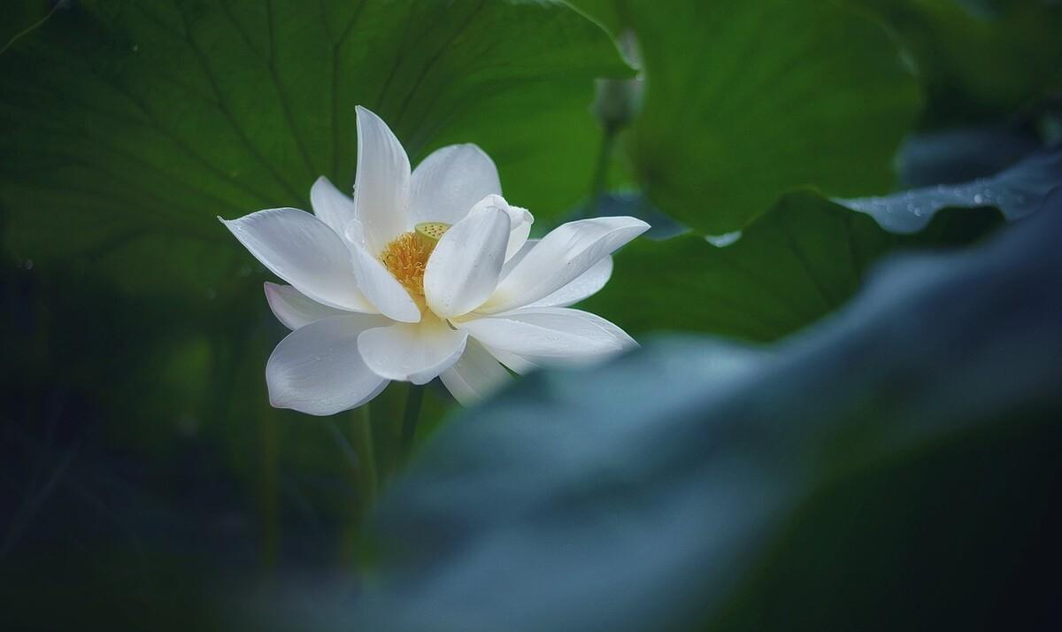 赞美白荷花的诗（描写白荷花的古诗6首）