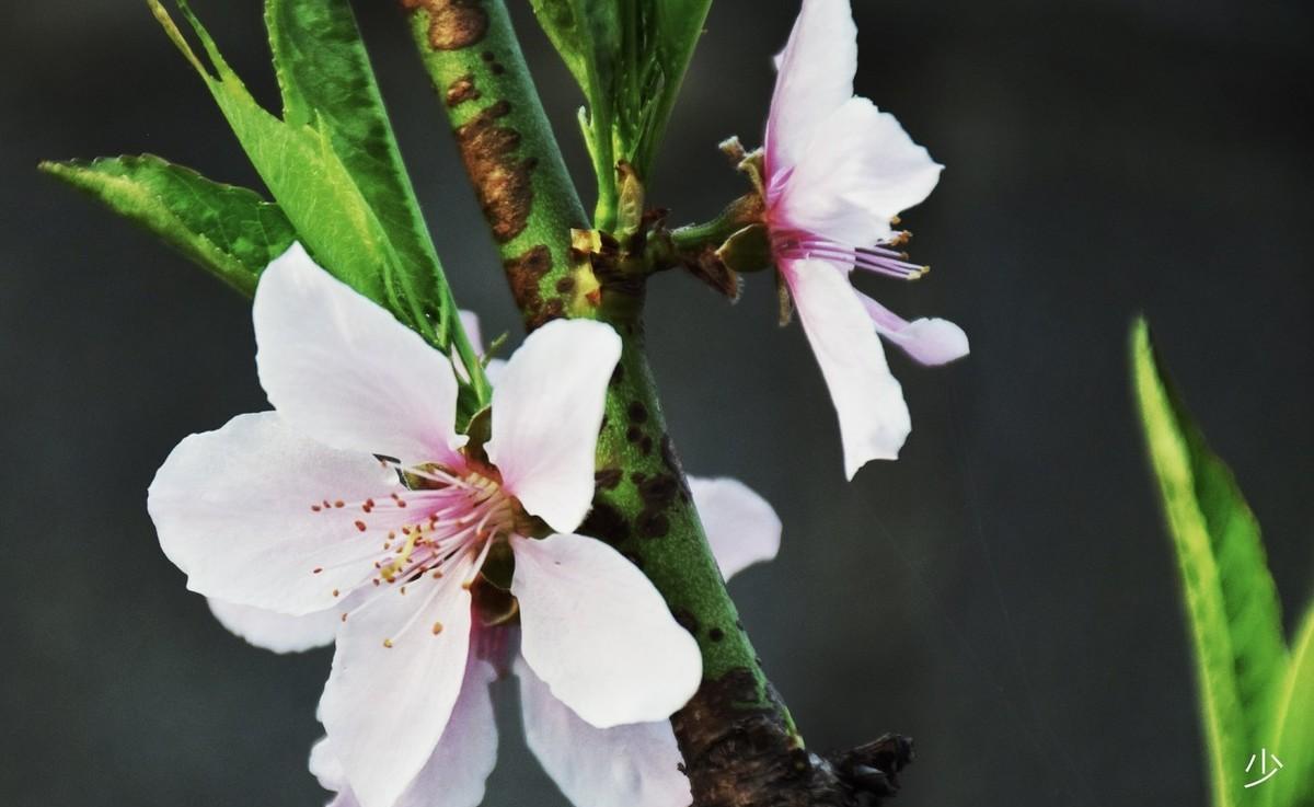 飞花令 春风（含春风的飞花令）