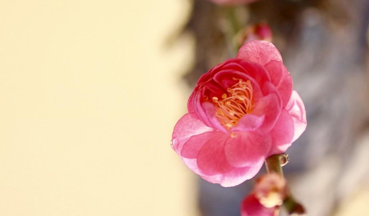 飞花令 春风（含春风的飞花令）