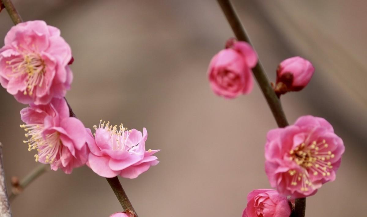 飞花令 春风（含春风的飞花令）