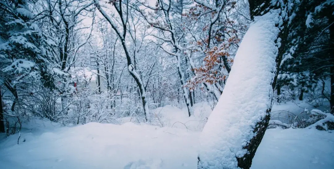 咏雪的诗句千古名句（咏雪诗词名句）