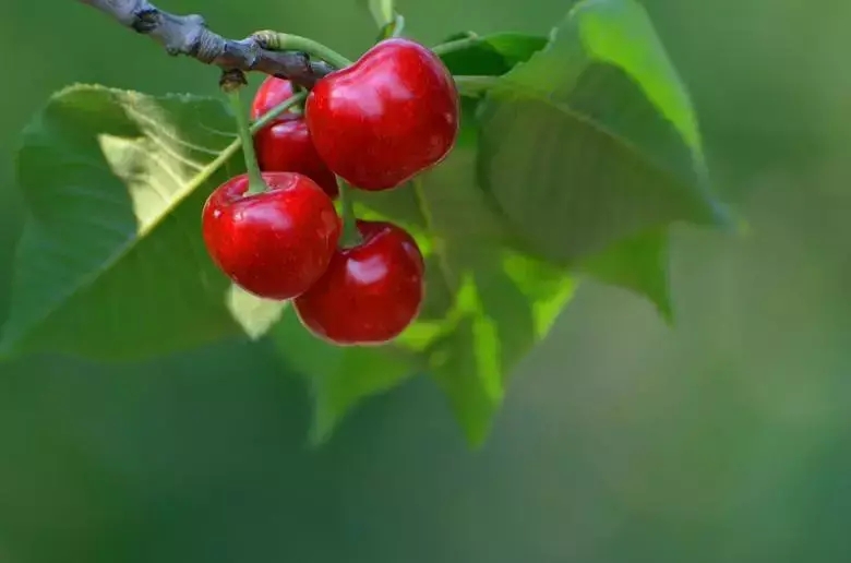 樱桃诗词鉴赏（关于樱桃的古诗有哪些）