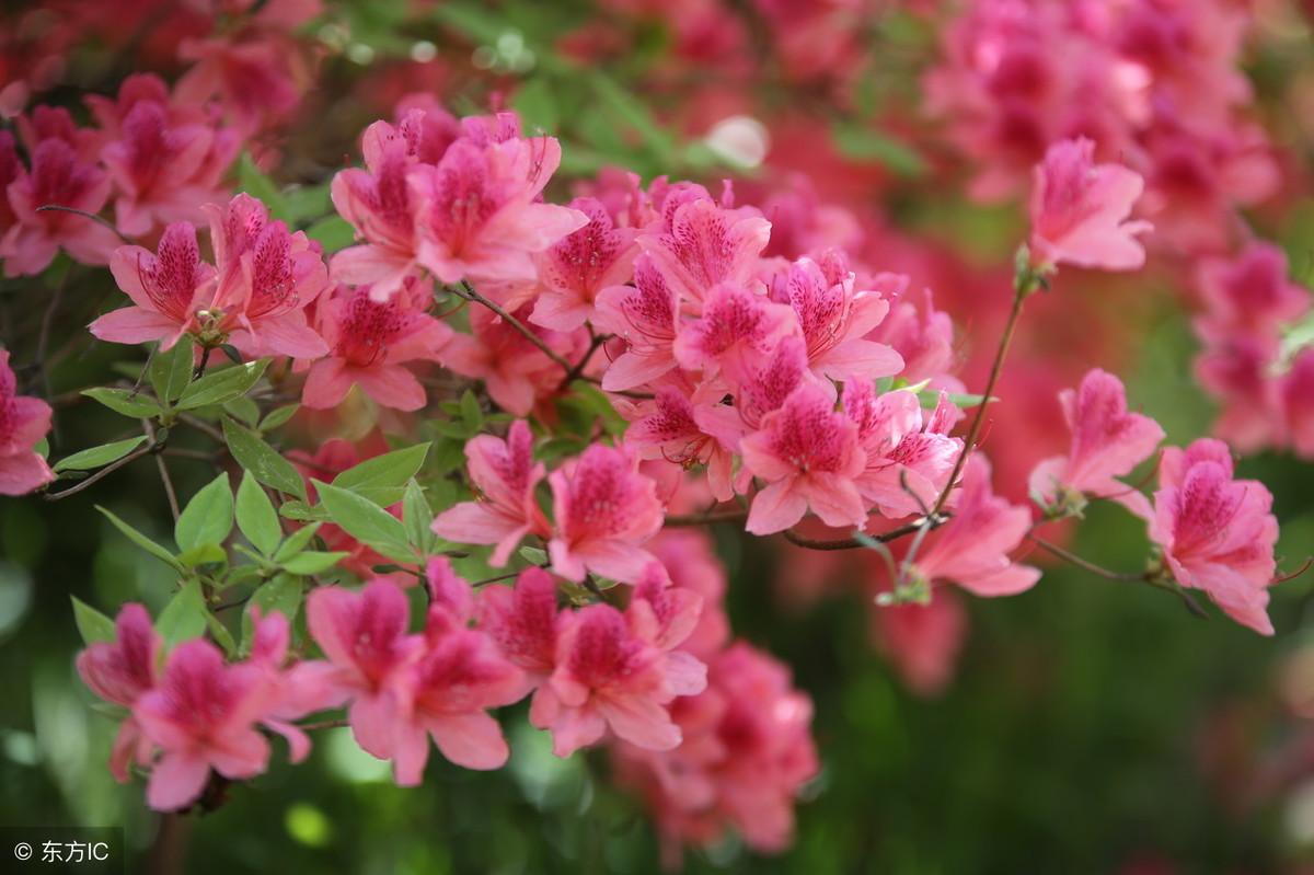 关于花的飞花令大全（花的飞花令有哪些）