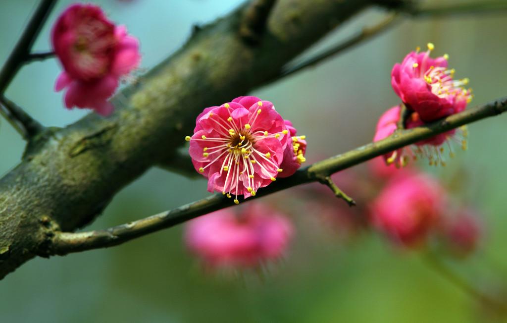 飞花令带花字的诗句（飞花令的花字诗词）